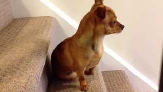 Chihuahua Puppy Dog Growling at the Front Door [upl. by Dail]