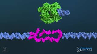 Genome editing with the CRISPRCas9 system [upl. by Quackenbush213]