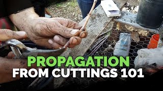 Propagating From Cuttings 101 [upl. by Aznarepse475]