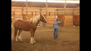 Teaching a Horse to Lunge for the First Time [upl. by Briggs]