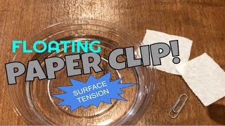 Floating Paper Clip Surface tension Experiment [upl. by Zanahs310]