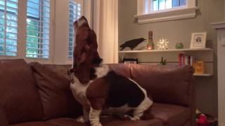 Basset Hound Funny Moments [upl. by Atorod]