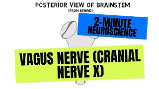 2Minute Neuroscience Vagus Nerve Cranial Nerve X [upl. by Fifi]