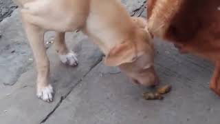 DOG EATS ANOTHER DOGS POOP VERY FUNNY [upl. by Eiser]