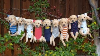 Most Adorable Golden Retriever Puppies  Family Fun Pack [upl. by Tertius]