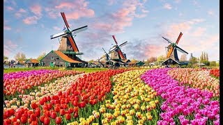 The Worlds Biggest Flower Garden in Amsterdam  Keukenhof Gardens [upl. by Enovahs]