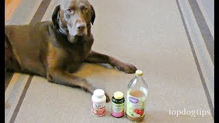 How to Make Dog UTI Home Remedy Budgetfriendly [upl. by Giddings]