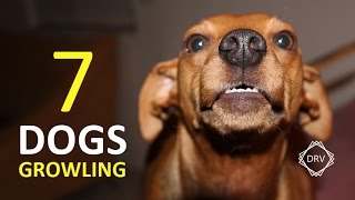 DOGS GROWLING Sound Effect  7 Sounds to Annoy Dogs HD [upl. by Maisey]