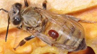 Introduction to Varroa Mites and Integrated Pest Management [upl. by Aramo]