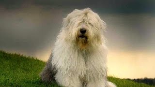 Old English Sheepdog Bobtail [upl. by Forrer978]