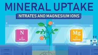 Plant Nutrition Mineral Absorption  Part 3 [upl. by Danice234]