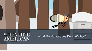 What Do Honeybees Do in Winter [upl. by Nomael861]