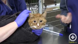 How to Administer Oral Medication to Cats [upl. by Smiga]