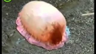 Weird Japanese Pink Sea Creature [upl. by Lagasse]