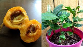 Growing Loquat Trees From Seed  How to [upl. by Artemus]