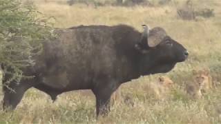 Lions vs Buffalo Tanzania Safari highlights [upl. by Akcebar538]