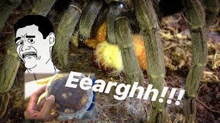 A very very JUICY TARANTULA FEEDING video   Tarantula CANDY [upl. by Zoara]