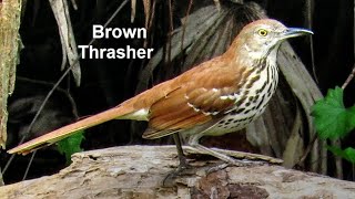 Brown Thrasher Birds [upl. by Terrance]