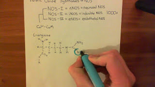 NOS Enzymes and Nitric Oxide Synthesis Part 1 [upl. by Blinny975]