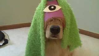 Funny Golden Retriever Dogs Star in quotPurple People Eaterquot [upl. by Llabmik]