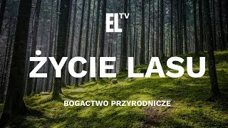 Życie lasu – bogactwo przyrodnicze [upl. by Leibarg776]