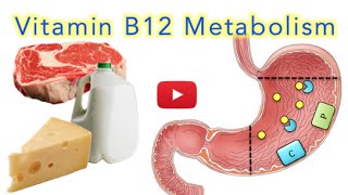 Vitamin B12 Cobalamin Digestion and Absorption Explained SUPER EASY [upl. by Nwahs]