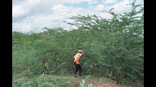 Woody Weeds Project Prosopis invasion in Tanzania [upl. by Nnyled]