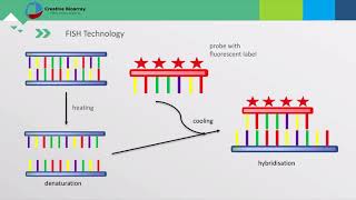 Fluorescent In Situ Hybridization FISH Assay [upl. by Anehc]