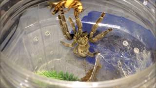 Tarantula Feeding Video 1 Scorpions Included [upl. by Eggleston794]