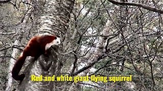 Red and white giant flying squirrel Petaurista alborufus [upl. by Oyek]