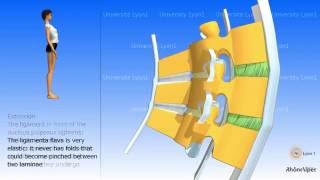 Arthrology of the spinal column the ligaments [upl. by Rasia]