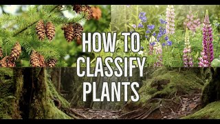 How Can You Classify Plants [upl. by Jessamine]