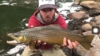 Deschutes River Fly fishing giant brown trout [upl. by Hadsall]