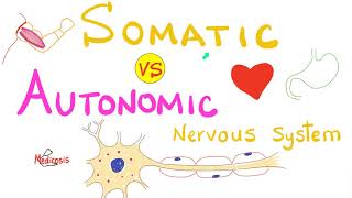 Somatic vs Autonomic Nervous System  Physiology [upl. by Attenor]