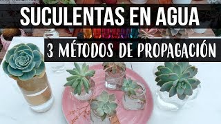 REPRODUCIR SUCULENTAS EN AGUALOGROS EN 1 SEMANA [upl. by Esmond]