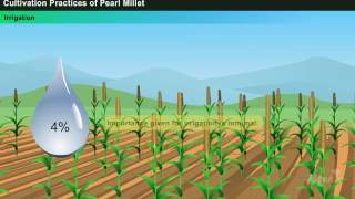 Cultivation Practices of Pearl Millet Year2 [upl. by Nomar105]