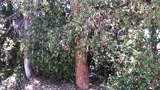 Angophora costata Sydney Red Gum [upl. by Madalena595]