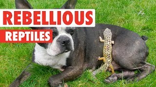 Rebellious Reptiles  Funny Reptile Video Compilation 2017 [upl. by Koerner538]