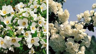 How to Plant Mock Orange Philadelphus Summer Garden Guide [upl. by Ahsiyt]