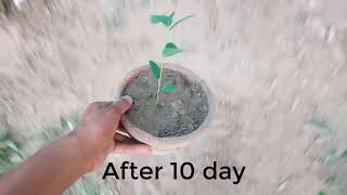 how to grow eucalyptus tree in easy way how to root eucalyptus tree cutting silver dollar eucalyptus [upl. by Putnam152]