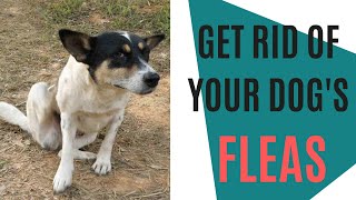 How to get rid of dog fleas [upl. by Jaclin]