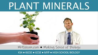 Plant Minerals  GCSE Biology 91 [upl. by Tigges887]