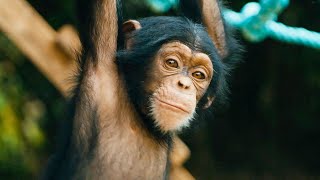 Baby Chimps Learn How To Climb  BBC Earth [upl. by Arin]