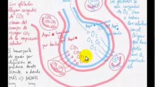 Intercambio de gases en alvéolo [upl. by Josy]