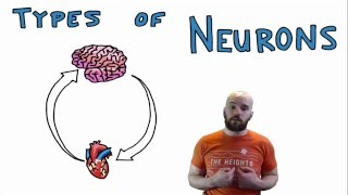 Types of Neurons  Structural and Functional Classes [upl. by Odrarebe778]