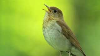 Veery Thrush [upl. by Disario]