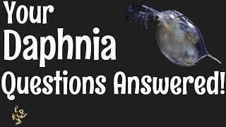 Daphnia Questions Answered [upl. by Wheeler363]