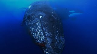 Humpback Survives Killer Whale Attack in Bremer Canyon [upl. by Arny]