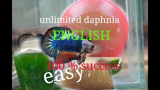 daphnia moina culture Easy way Unlimited production English  with sub Green water Chlorella [upl. by Sitnerp231]