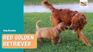 Red Golden Retriever Your Guide To This Stunning Rare Dog [upl. by Ased]